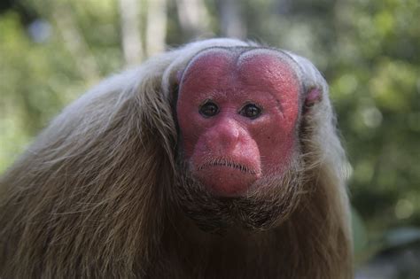 Animals With Big Foreheads