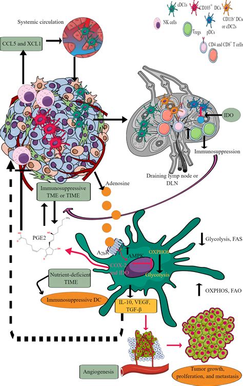 Frontiers Immunometabolic Reprogramming Another Cancer Hallmark