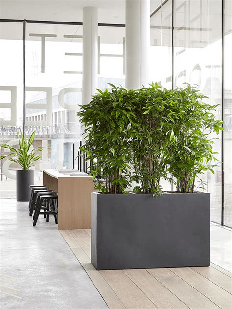 Rent The Dracaena Surculosa L Leafy Life A Sturdy Office Plant