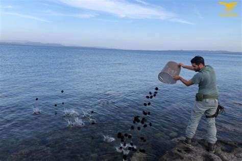 Pesca Illegale A Carloforte Sorpreso Con Quasi Ricci Notizie