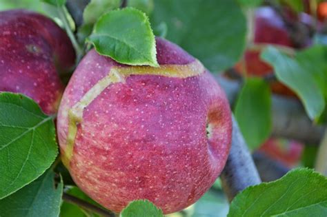 Pleasurable Hobbies | Hobbies, Fruit, Apple