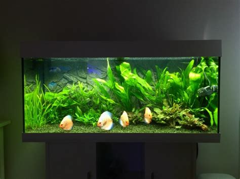 Aquarium Porn On Tumblr