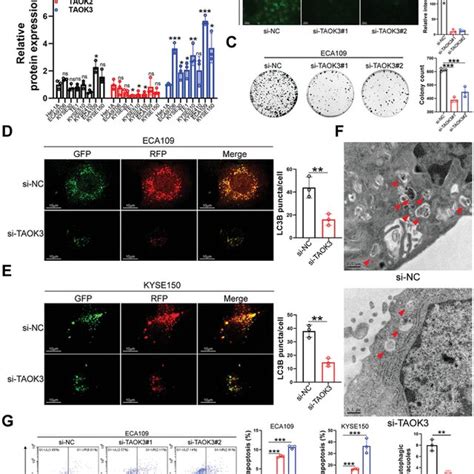 TAOK3 Augments Autophagy And Cisplatin Resistance But Inhibits Cell