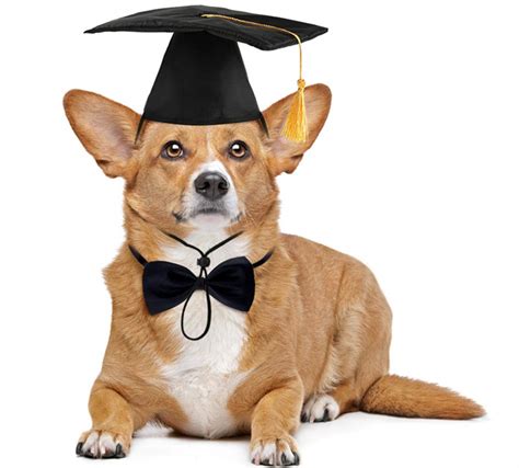 Graduation Dog