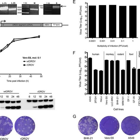 Host Cell Protein Shutoff Vero E6 Cells Were Infected With ROROV