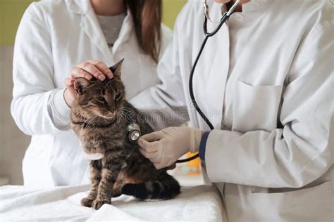 Veterinary Team For Treating Sick Cats Maintain Animal Health Concept