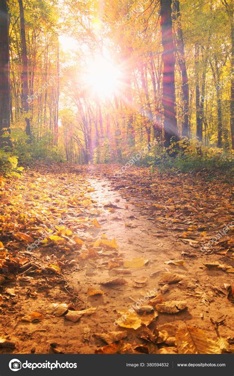 Sunrise Autumn Forest — Stock Photo © NataliiaK #380594832