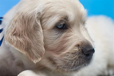 Golden Retriever With Blue Eyes Retriever Retrievers Eyed Mixed Heru