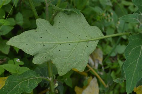 Solanum aethiopicum (Introduced) – eFlora of India