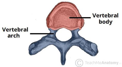 Vertebral Arch