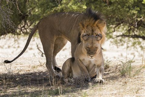 Photographer Captures Rare Moments Of Dating Lion Pair CGTN