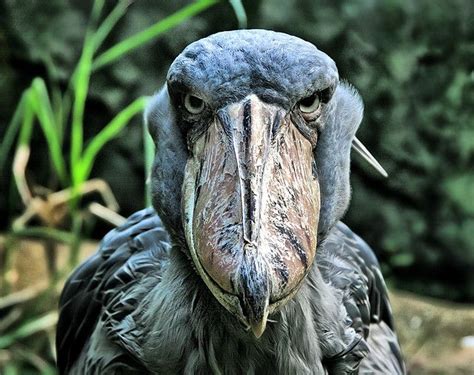 a close up of a bird near some plants