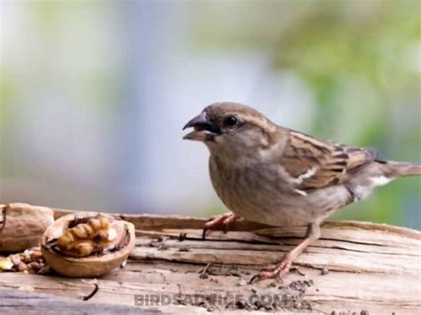 What Do Sparrows Eat A Complete Guide Of Feeding Sparrows