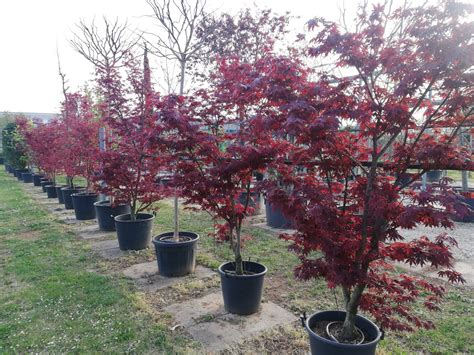 Acero Rosso Palmatum FG1 H220 250cm Vivai Podavini Giuseppe