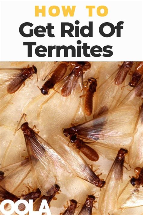 How To Rid Your Home Of Termites And Keep Them From Coming Back Termite Treatment Termite