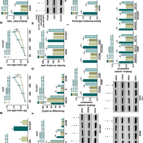 Expression Patterns Of Circ 0005962 In LUAD Tissues And Cells A