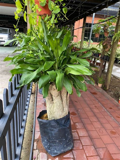 Dracaena Fragrans Iron Tree Big Trunk Furniture Home Living