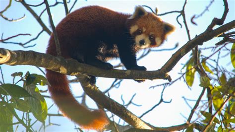 Wildlife in the Mount Everest Region | HoneyGuide