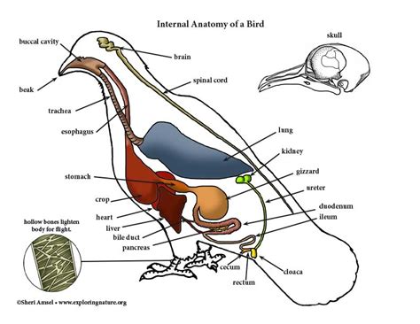 Pigeon Anatomy