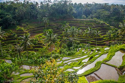 Ubuds Rice Paddies On A Bike Around The World In Three Years