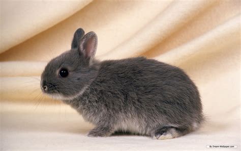 Bunnies Bunny Rabbits Wallpaper 16438007 Fanpop