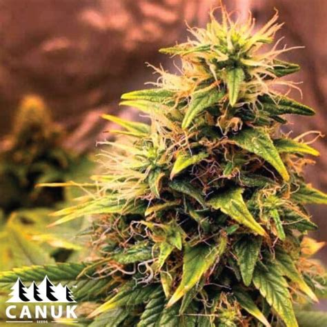 Gelonade Feminized Seeds Elite Strain