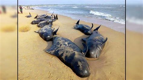 Beached Sperm Whale