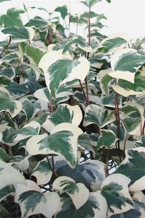 Buy Variegated Algerian Ivy Plants Free Shipping Wilson Bros