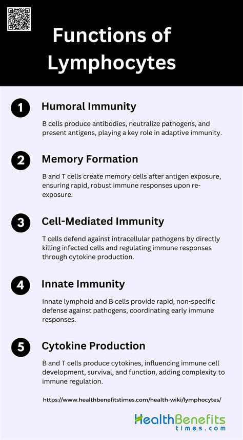 Lymphocytes Function Definition Levels And Ranges Health Benefits