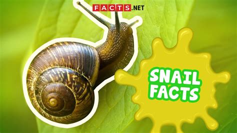 Common Garden Snail Facts Fasci Garden