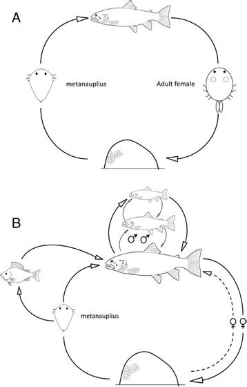 Life cycle of Argulus coregoni. a a generalized scheme showing the key ...