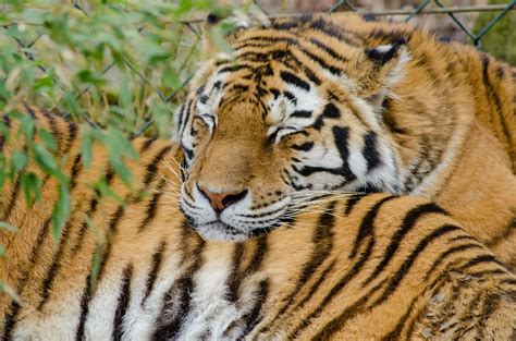 Free Images Nature Wildlife Zoo Fur Portrait Sleeping Fauna