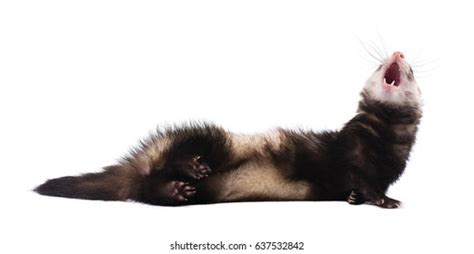 Grey Ferret Full Growth Lies Isolated Stock Photo Shutterstock