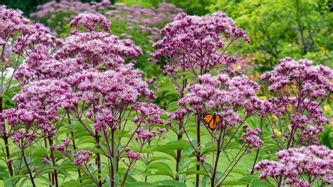 The 3 Best Tall Plants You Can Add For A Fresh Look In Your Garden