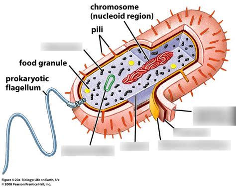 Eukaryotes And Prokaryotes Diagram Quizlet