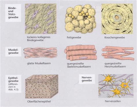 Gewebe Aufbau Und Funktion Karteikarten Quizlet