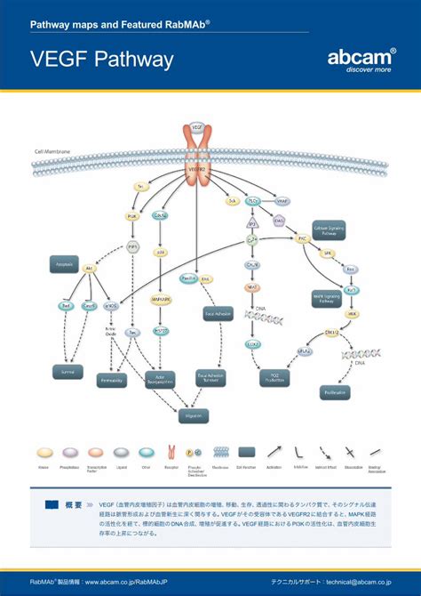 PDF Pathway Maps And Featured RabMAb VEGF Pathway Pathway Maps And