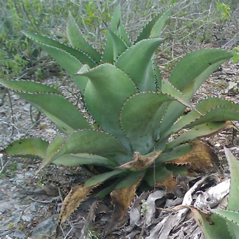 Agave Cocuy Comprar En Suculentas Dzity