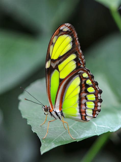 Blok888 Top 10 Most Beautiful Butterflies In The World