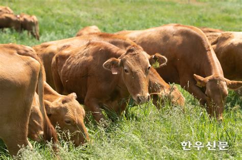 올 한우 사육마릿수 356만마리역대 최대치 갱신