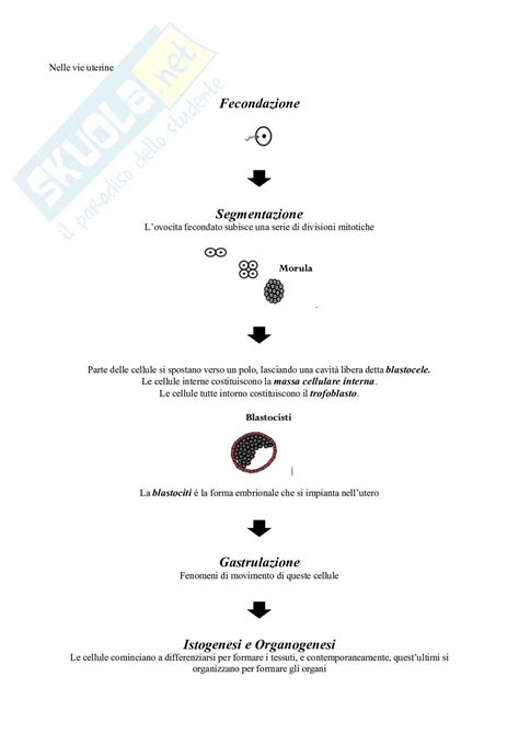 Istologia Modulo Di Citologia E Istologia