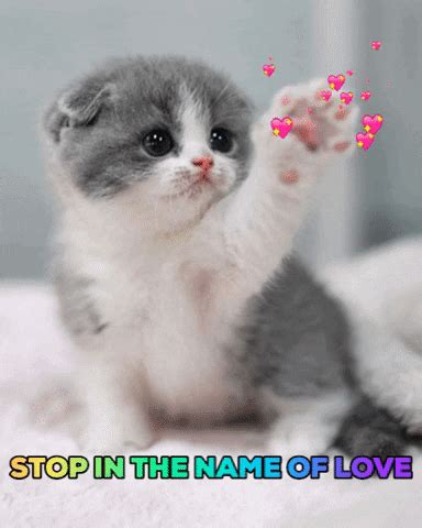 Kitten Paws GIFs - Get the best GIF on GIPHY