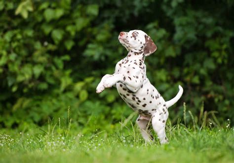 Dalmatian Puppies for Sale Near Me | Central Park Puppies