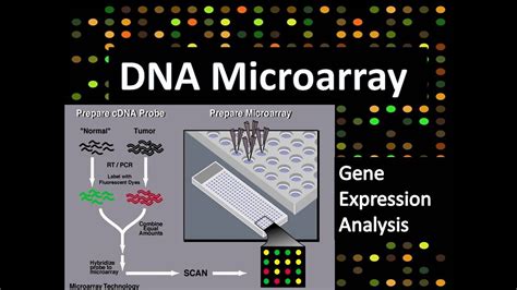 DNA Microarray Gene Expression Analysis YouTube