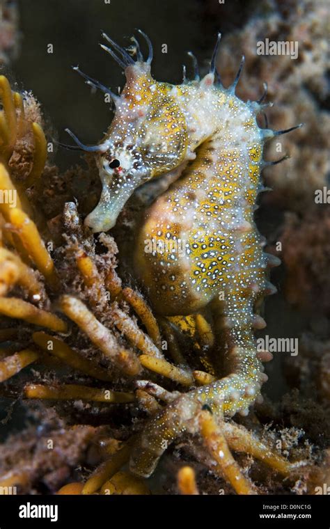 Seahorse Tail Prehensile Hi Res Stock Photography And Images Alamy