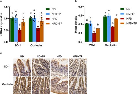 Relative Mrna Levels Of Intestinal Tight Junction Proteins Zo 1 And