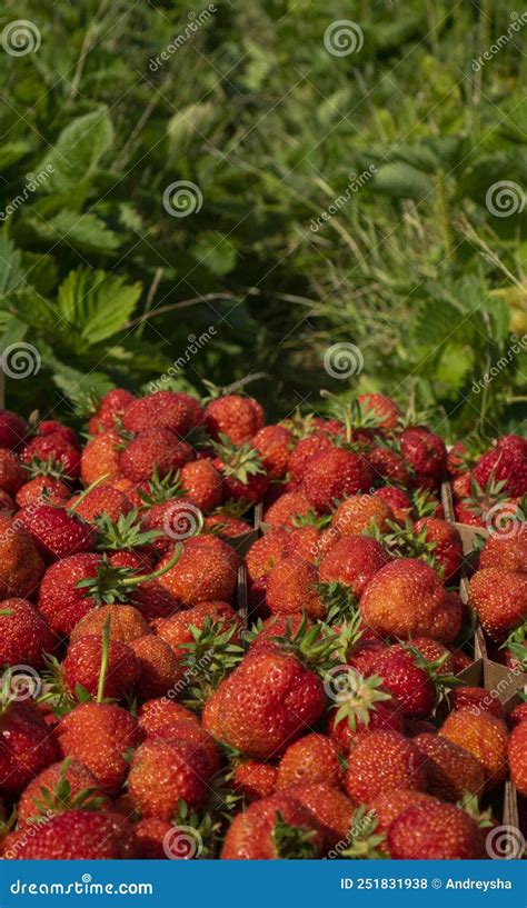 Fresas Rojas Maduras Fondo De Fresa Foto De Archivo Imagen De