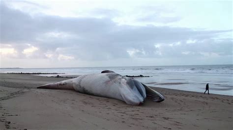 Une nouvelle baleine de plus de 16 mètres retrouvée morte sur une plage