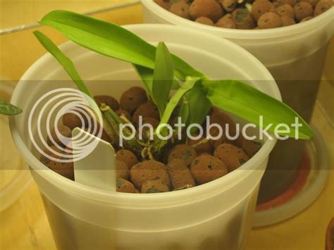 Pot height for smaller orchids? - Orchid Board - Most Complete Orchid ...