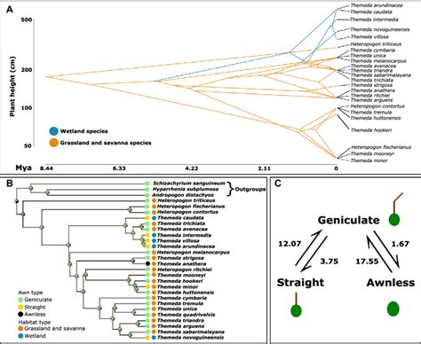 Phylogenetic Comparative Analysis Of Two Morphological Traits Maximum